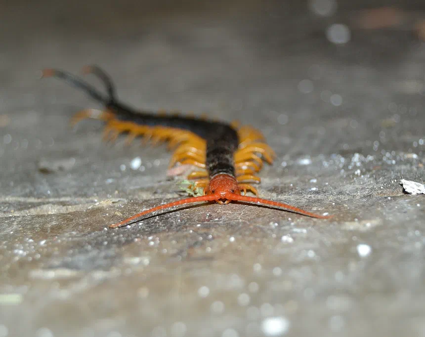 Texas Redheaded Centipede Facts & Information