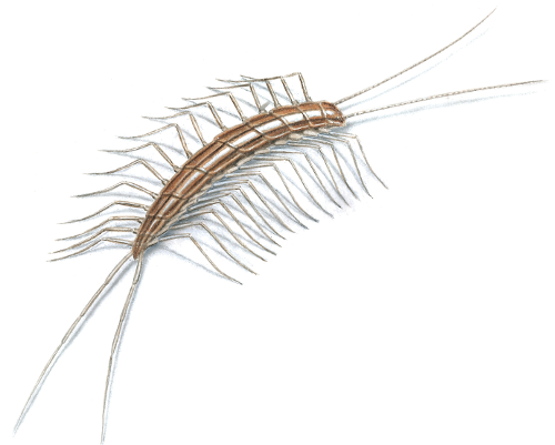 What Do Centipedes Eat?