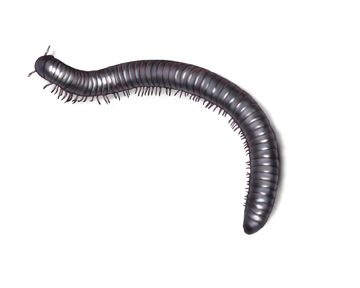 What Eats Centipedes and Millipedes?