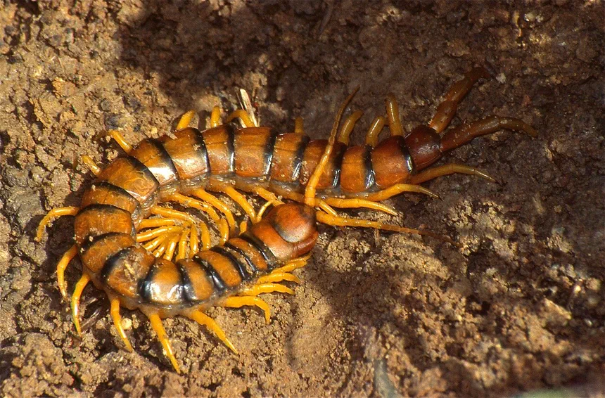 What Eats Centipedes and Millipedes?
