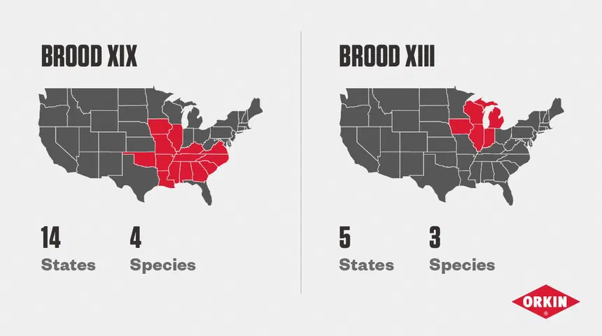 Cicada Life Cycle and Appearance Facts