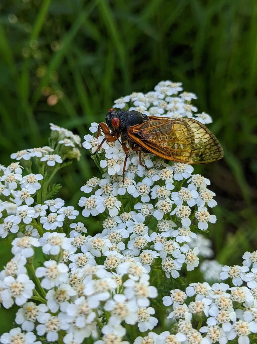 Cicada Life Cycle and Appearance Facts