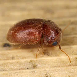 Cigarette Beetles