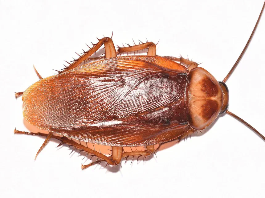 American Cockroaches Periplaneta americana (L.)