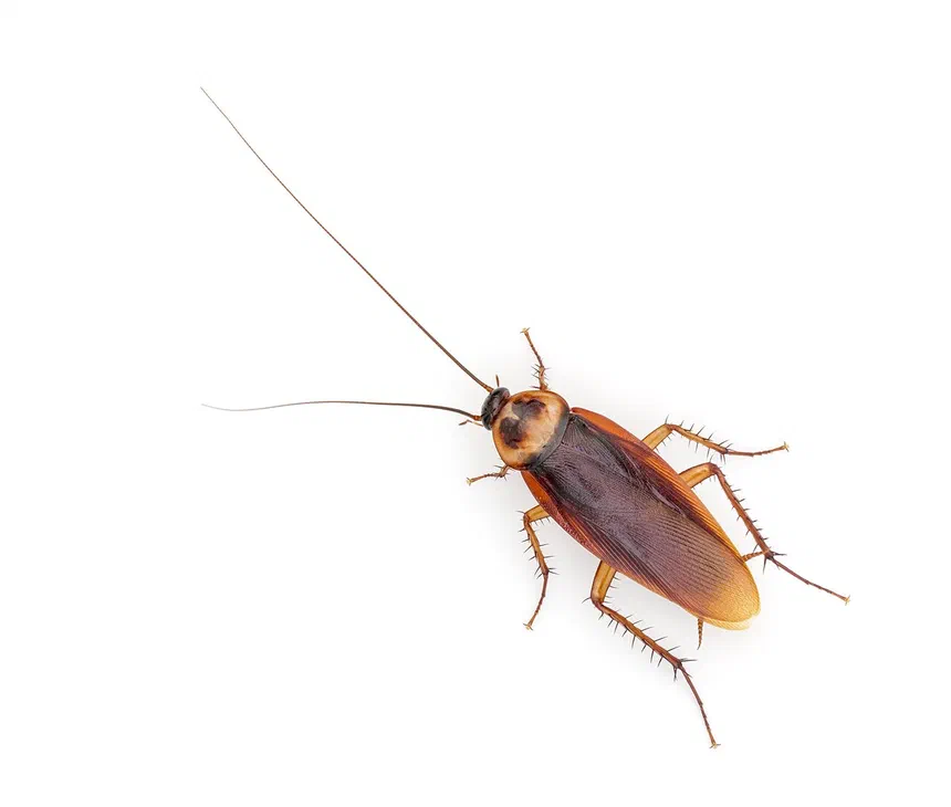 American Cockroaches
