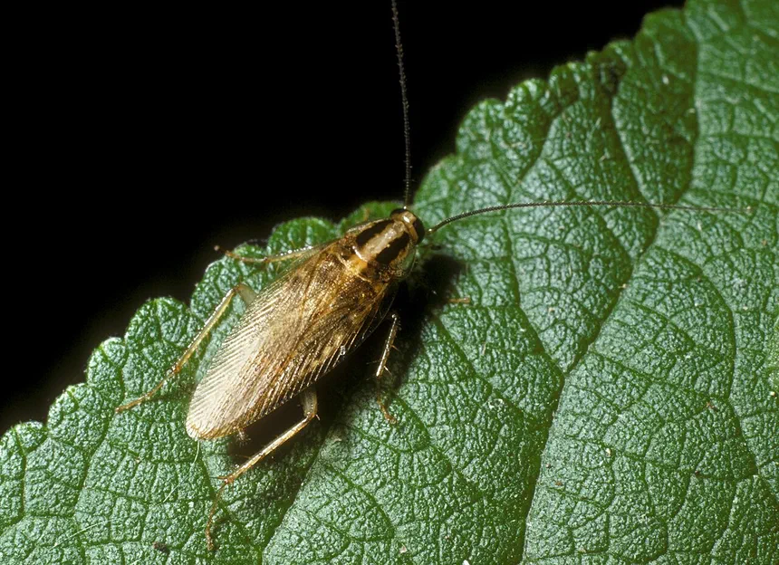 Asian Cockroach Facts & Information