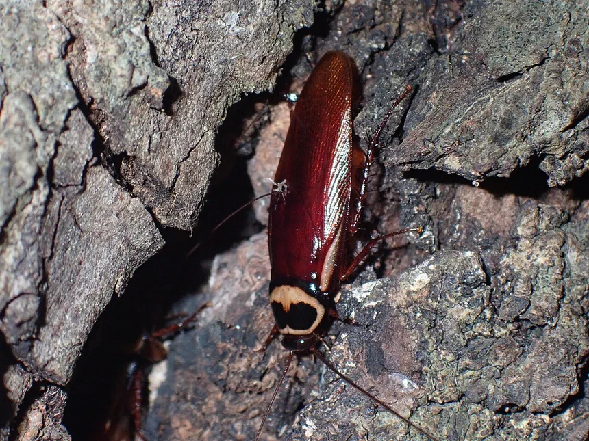 How to Identify and Get Rid of Australian Cockroaches