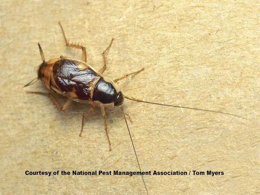 Brown-Banded Cockroaches