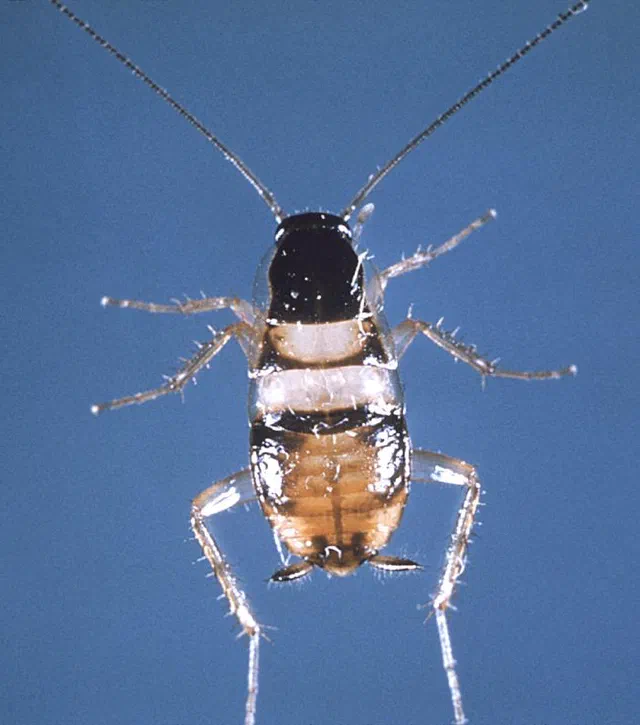 Brown-Banded Cockroaches