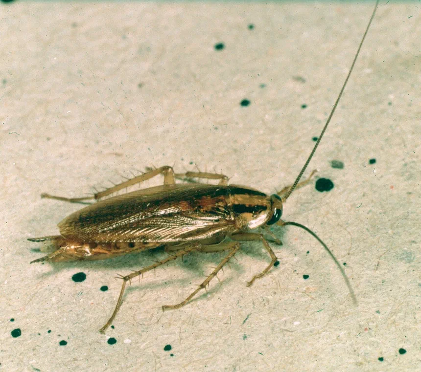 What Do Cockroach Droppings Look Like?
