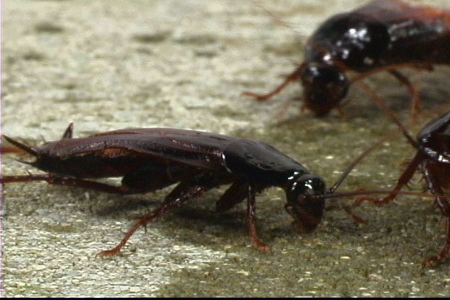 What Are Cockroaches Attracted to Inside?