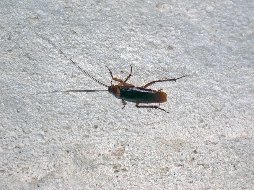 What Are Cockroaches Attracted to Inside?