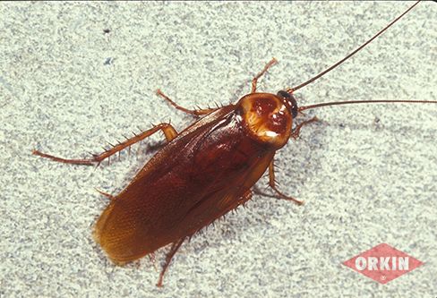 How to Trap and Get Rid of Cockroaches