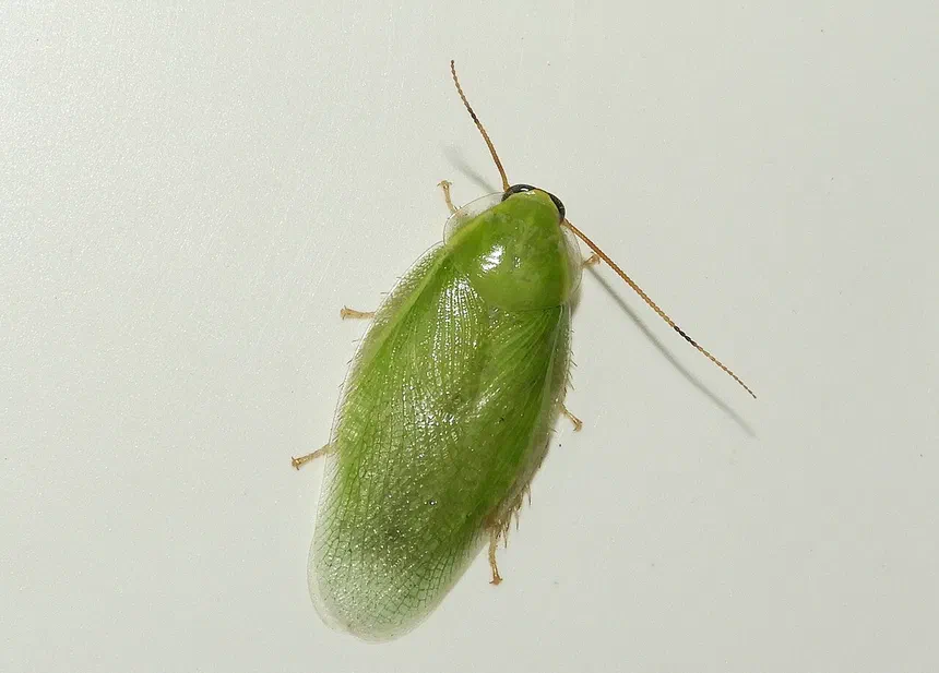 Cuban Cockroach Facts and Information