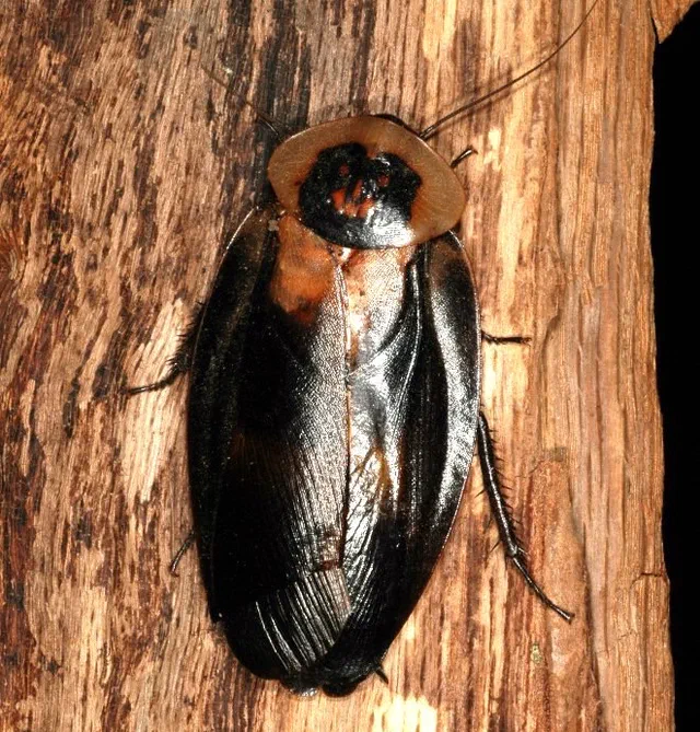 What do Death Head Cockroaches Look Like?