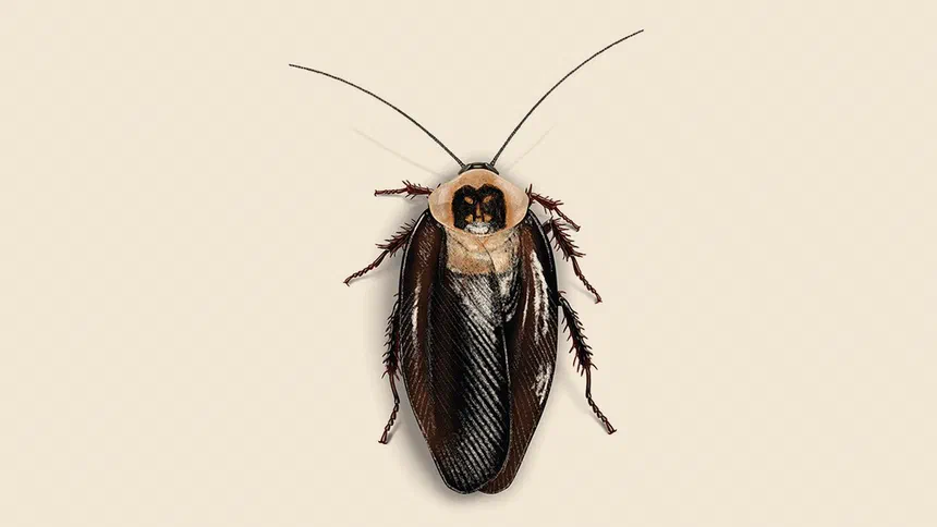 What do Death Head Cockroaches Look Like?