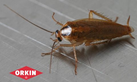 Do Cockroaches Bite or Sting Humans?
