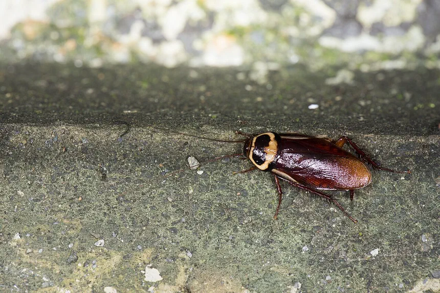 Do Cockroaches Bite or Sting Humans?