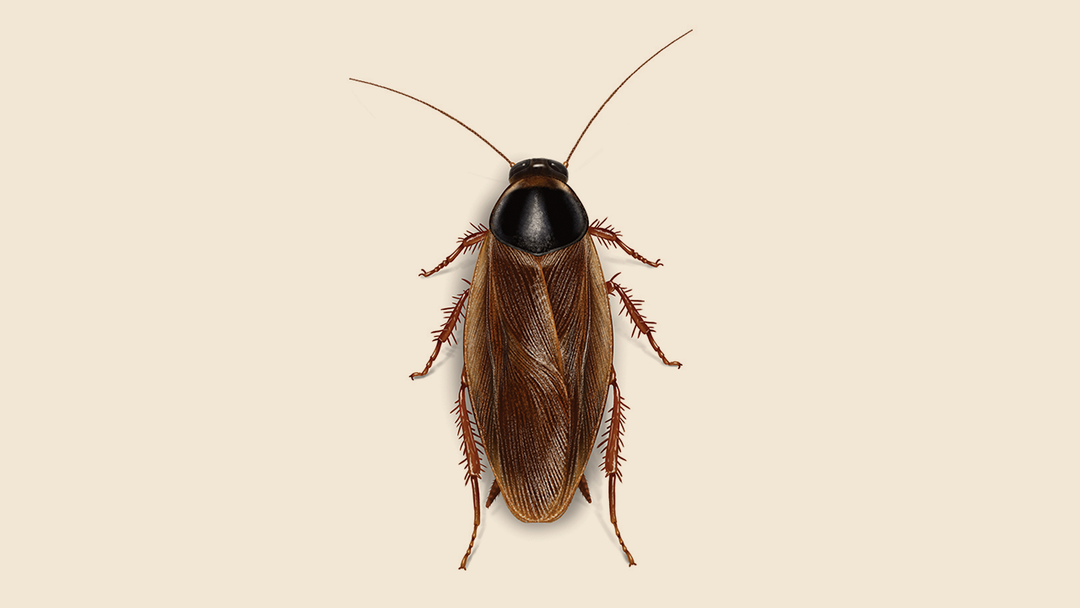 Field Cockroach Facts & Information