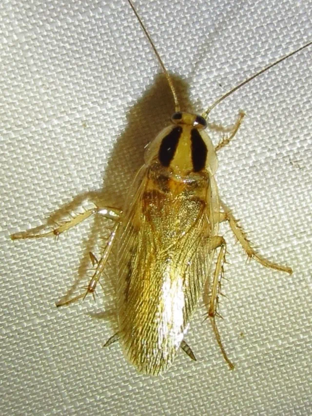 Field Cockroach Facts & Information