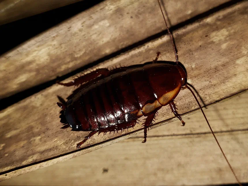 Florida Woods Cockroach Facts & Information