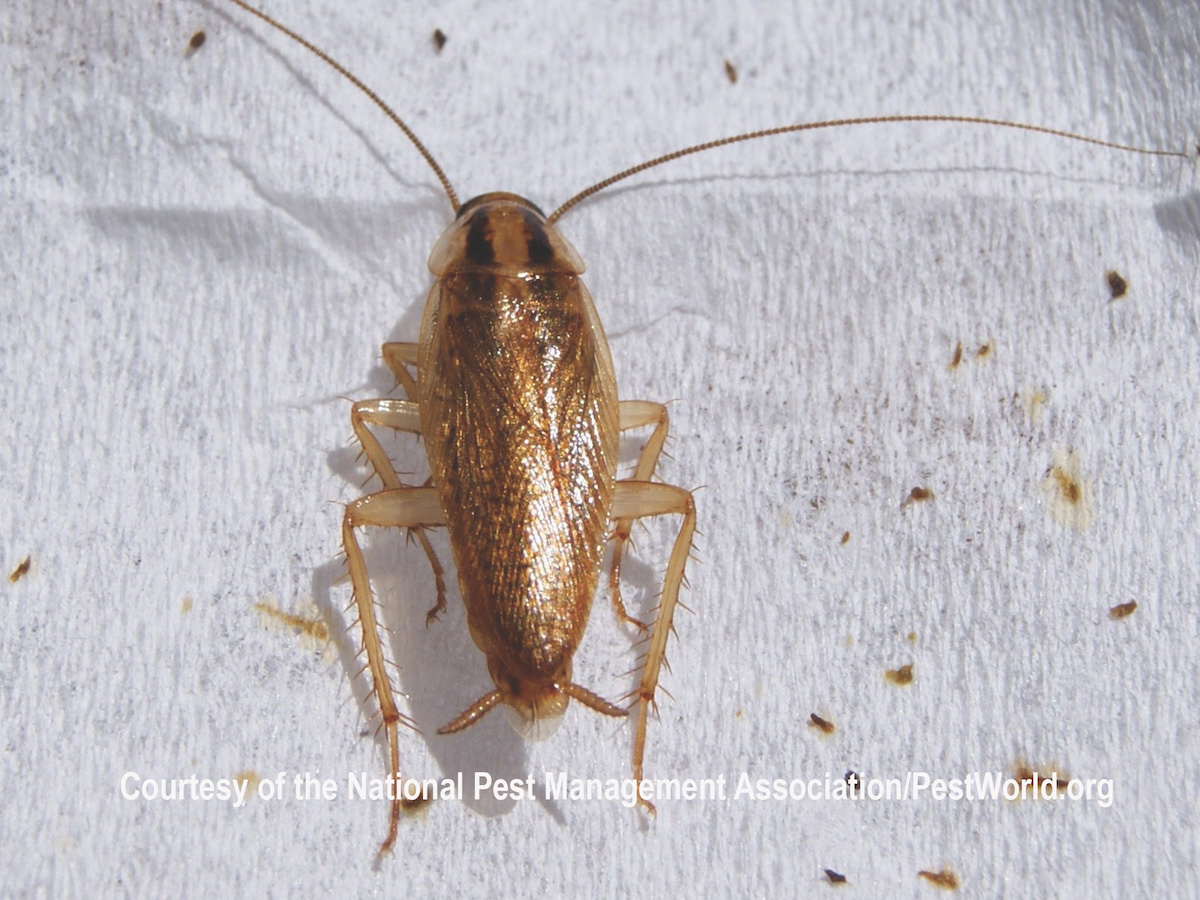 German Cockroaches Blattella germanica (Linnaeus)