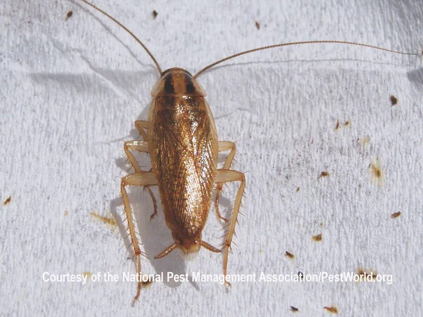 German Cockroaches Blattella germanica (Linnaeus)