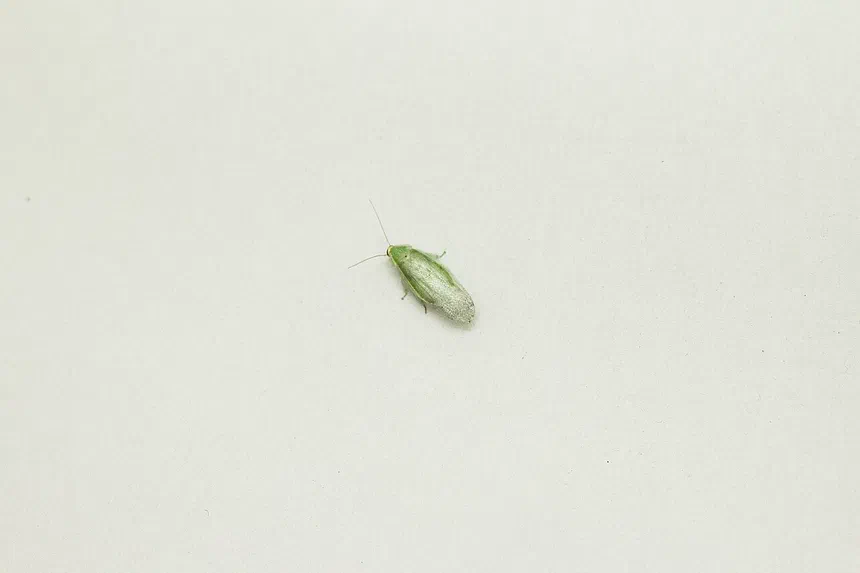 Green Cockroach Facts & Information