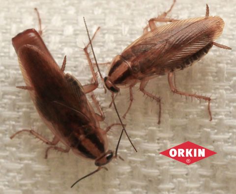 Does Boric Acid Kill Cockroaches?