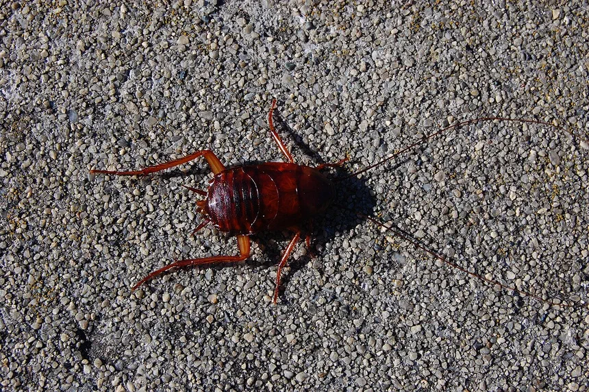 Does Boric Acid Kill Cockroaches?