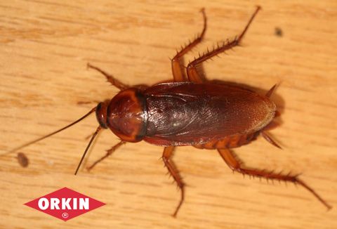 How to Detect Signs of a Cockroach Infestation