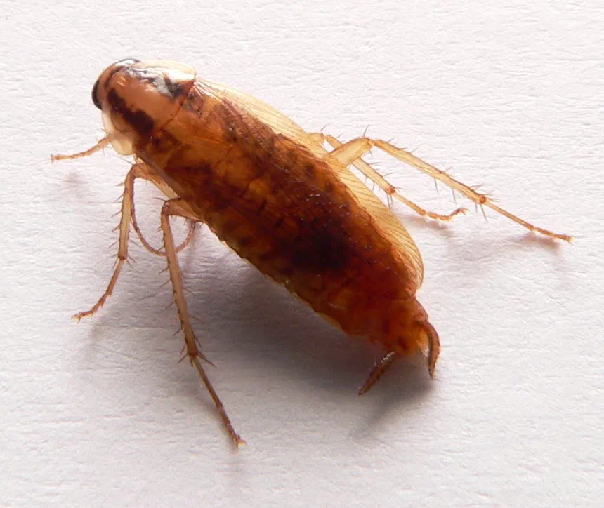 How to Detect Signs of a Cockroach Infestation