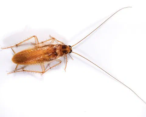 Brown-Banded Cockroach