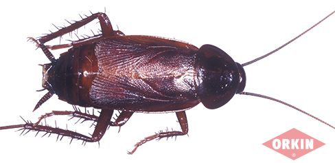 Oriental Cockroach