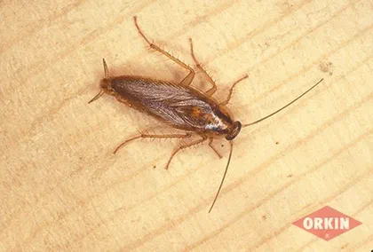 How to Identify Different Cockroach Species