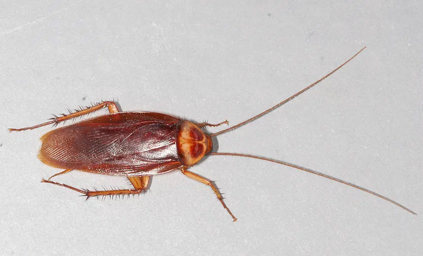 How to Identify Different Cockroach Species
