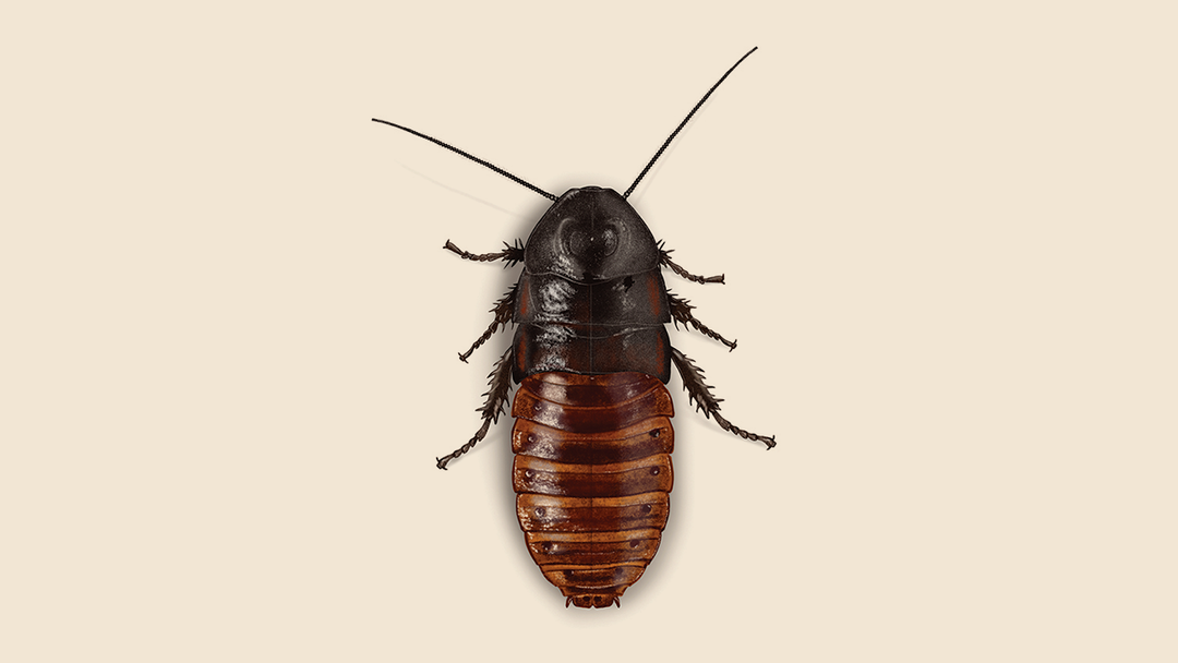 Madagascar Hissing Cockroach Facts & Information