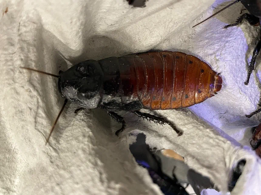 Madagascar Hissing Cockroach Facts & Information