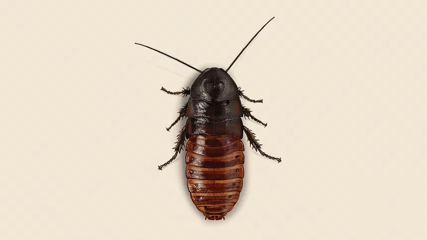 Madagascar Hissing Cockroach Facts & Information