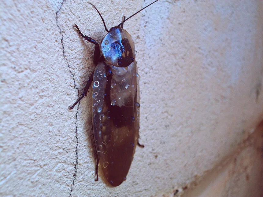 Madeira Cockroach Facts & Information