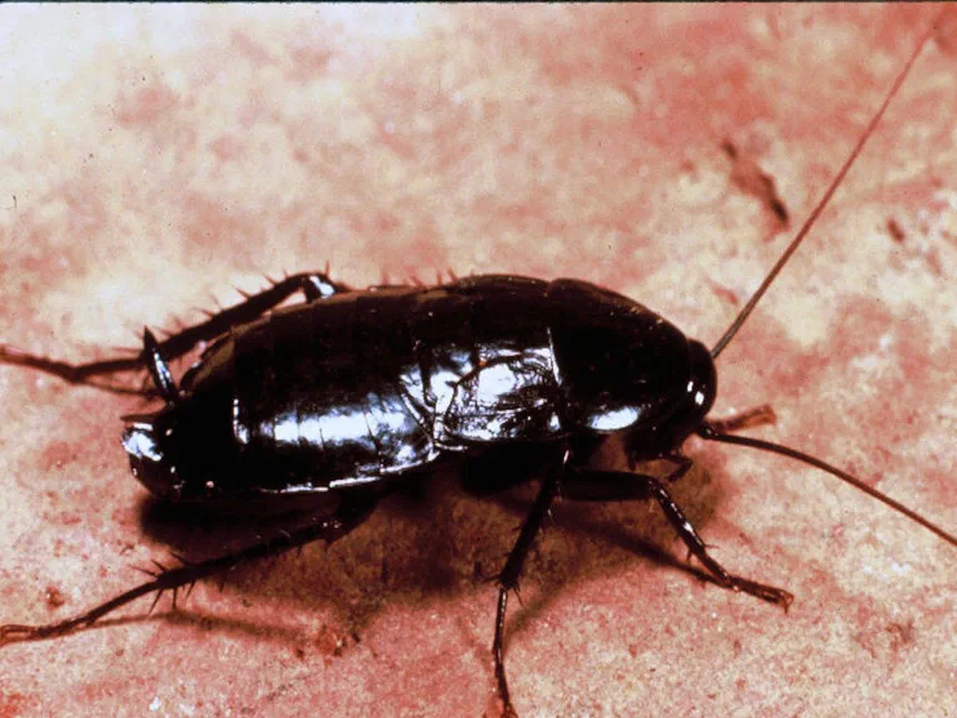 Oriental Cockroaches