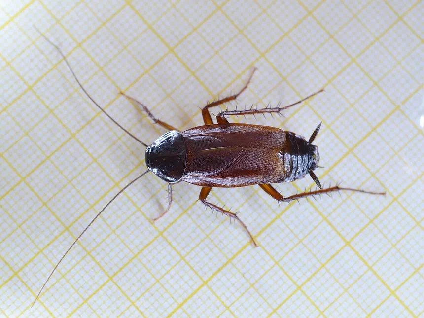 Oriental Cockroaches