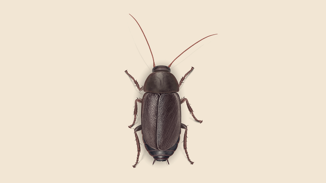 Pacific Beetle Cockroach Facts & Information