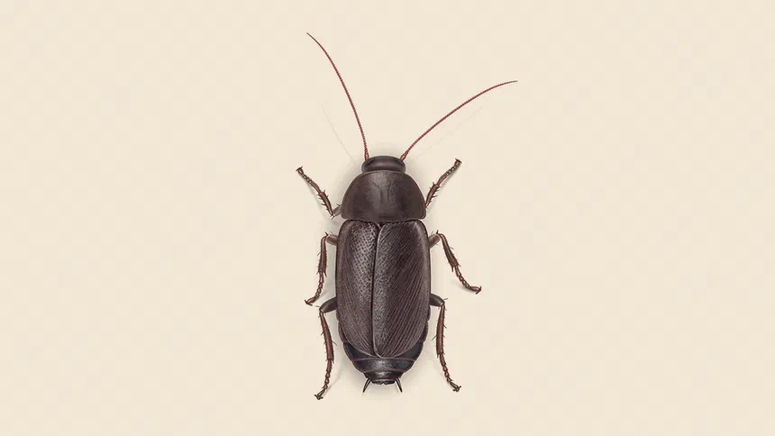 Pacific Beetle Cockroach Facts & Information