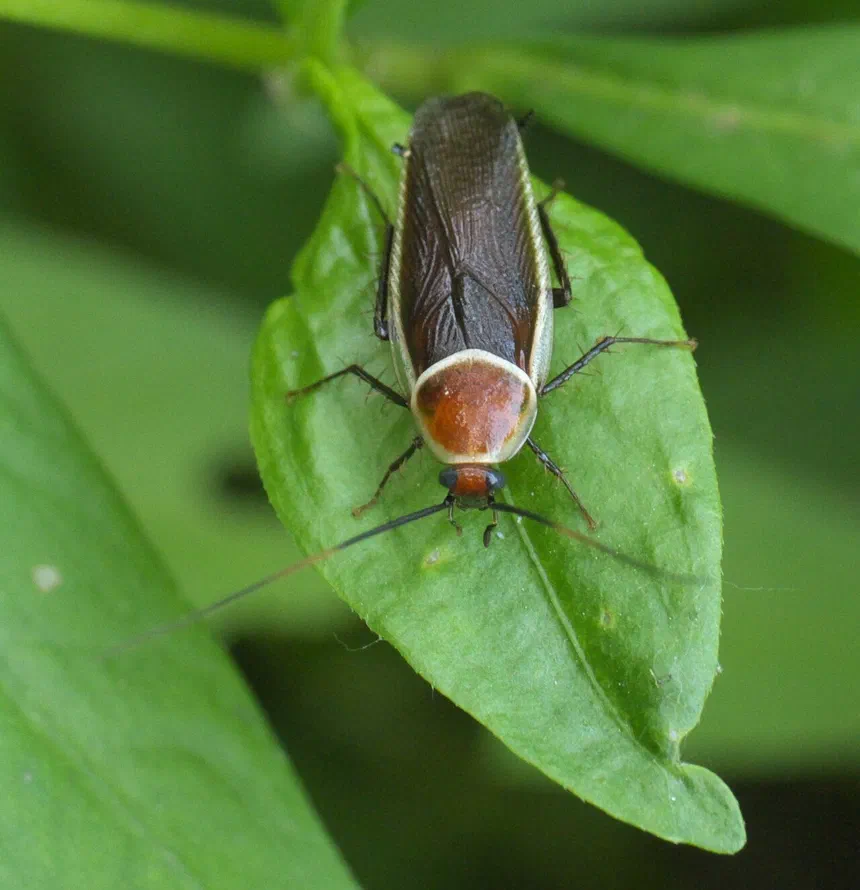 Pale-Bordered Field Cockroach Facts & Information