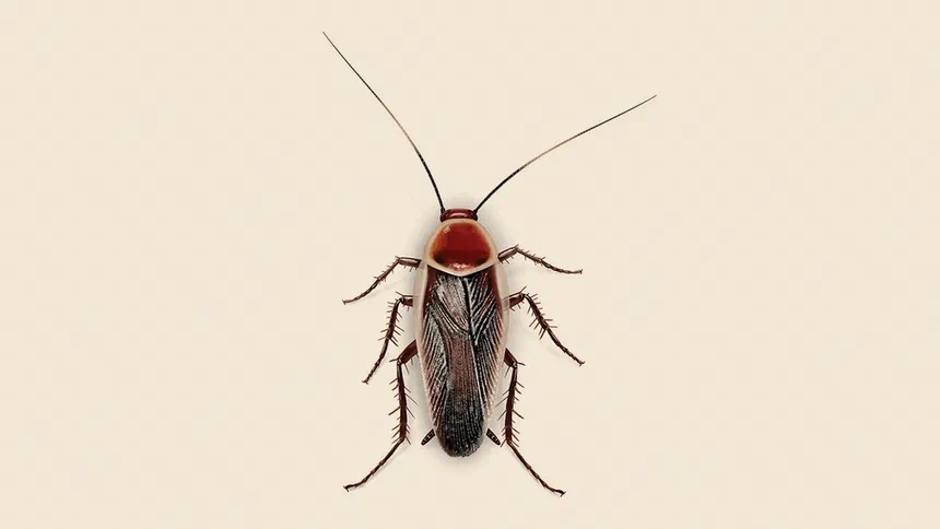 Pale-Bordered Field Cockroach Facts & Information