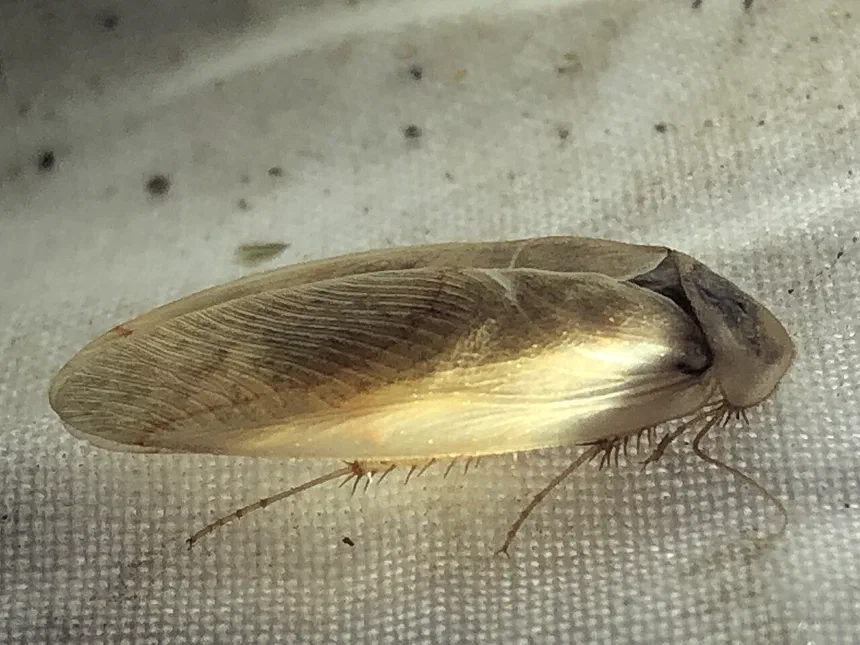 Sand Cockroach Facts & Information