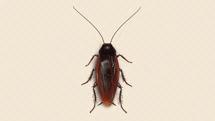 Smokybrown Cockroach Facts & Information