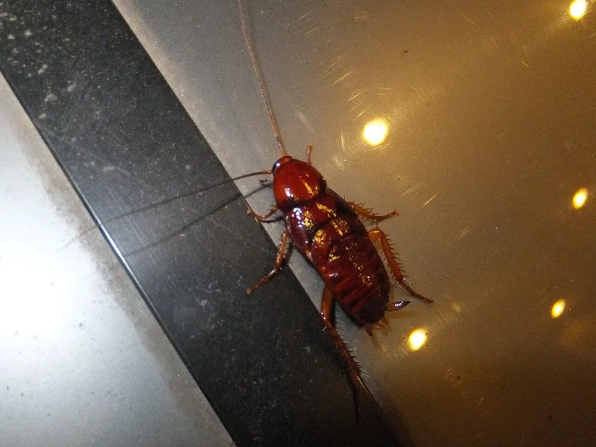 Smokybrown Cockroach Facts & Information