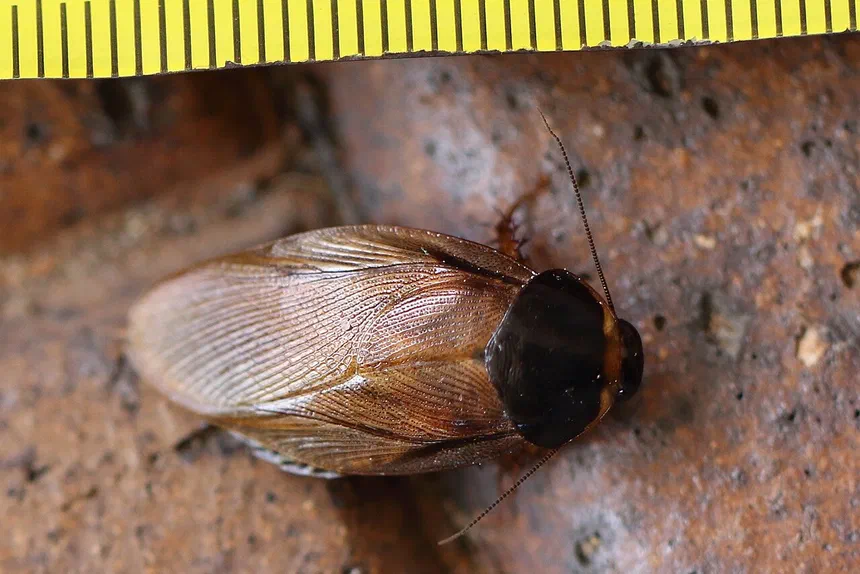 Surinam Cockroach Facts & Information